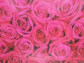 3ft x 3 ft Dark Pink Rose Backdrop