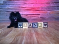 Tank the Pomeranian